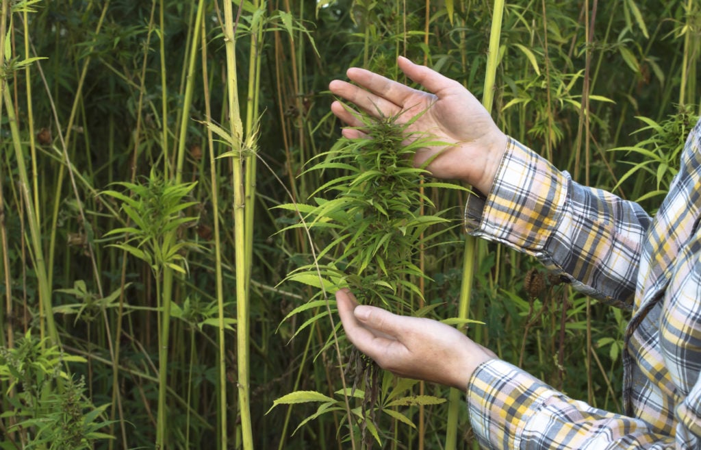 Banks No Longer Required To File Suspicious Activity Reports For Hemp Growers
