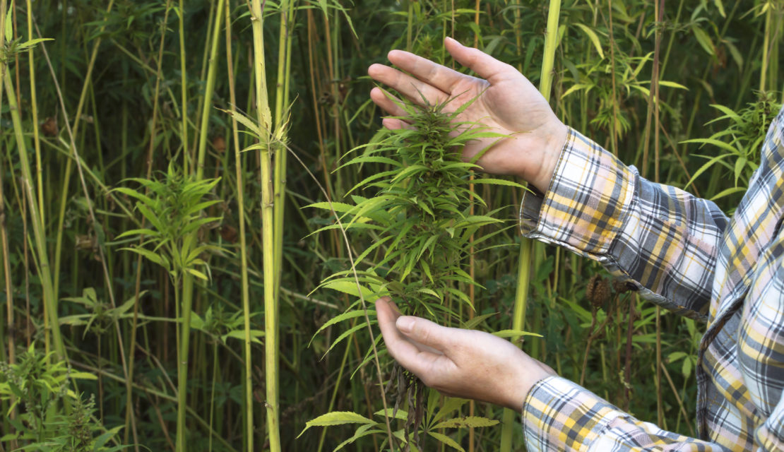 Banks No Longer Required To File Suspicious Activity Reports For Hemp Growers