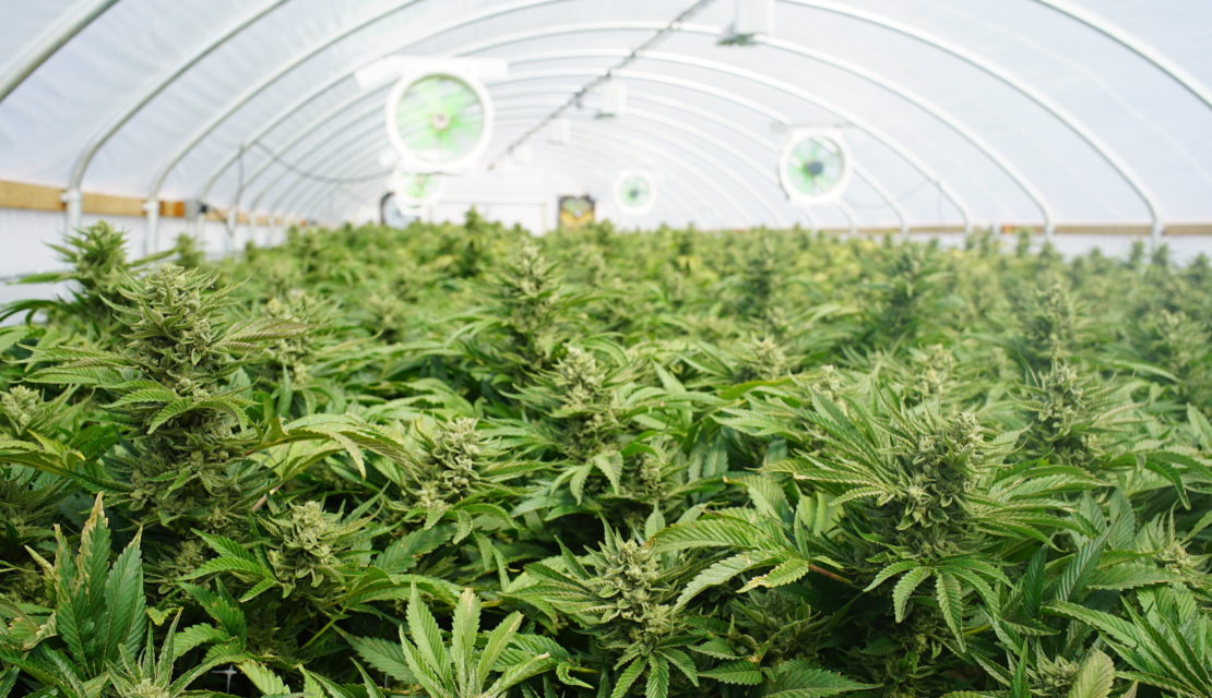 Getting a Cannabis Cultivation License in California