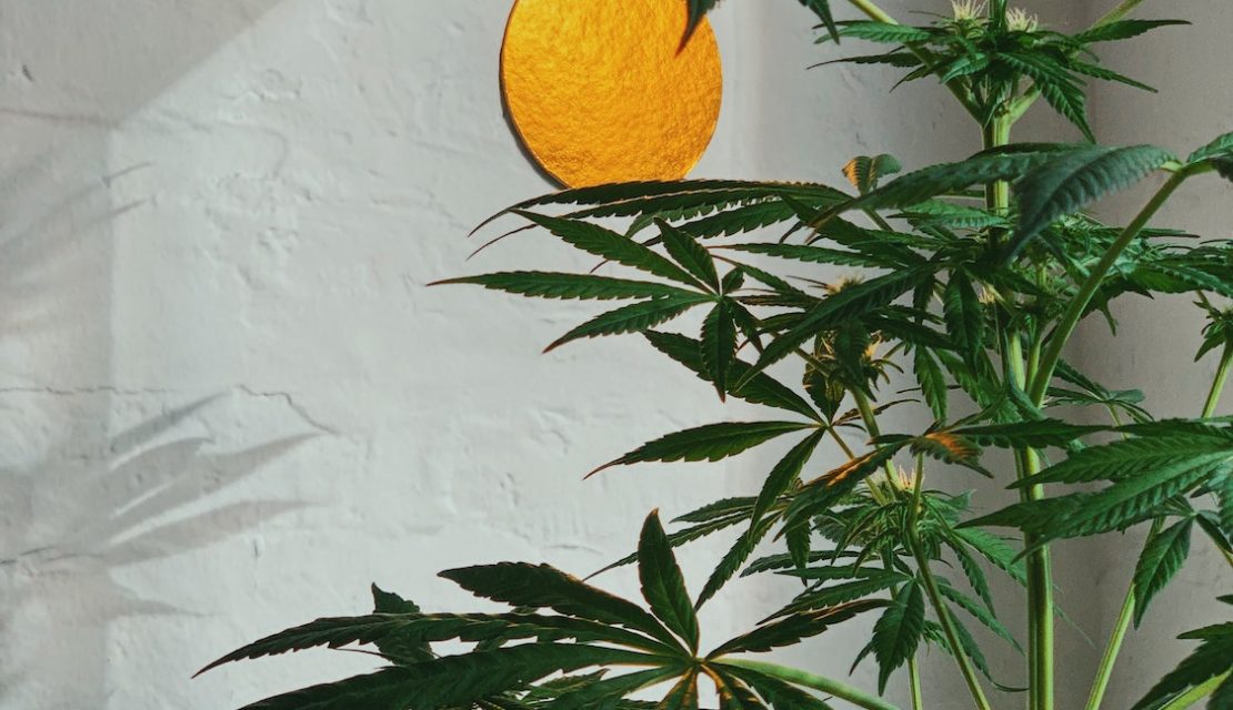 California Home Grower Laws and Regulations