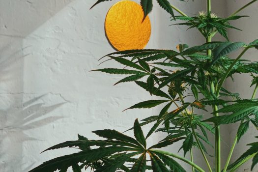 Growing cannabis at home