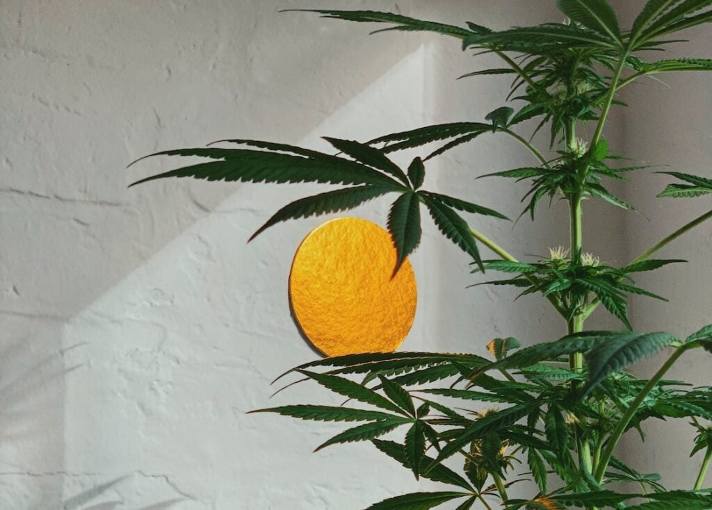 Growing cannabis at home