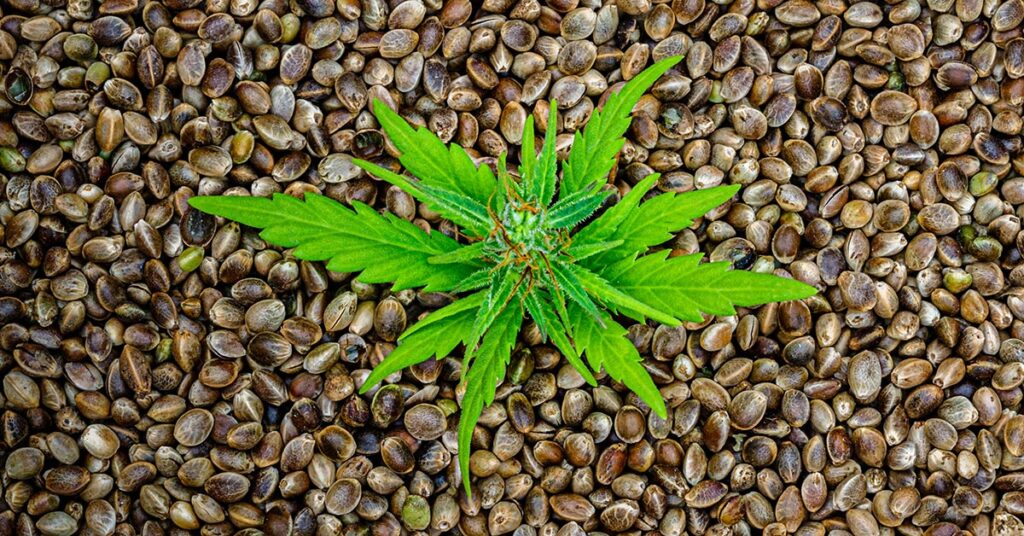 SEED Program - San Diego's Cannabis Equity Grant Ignites Economic Transformation