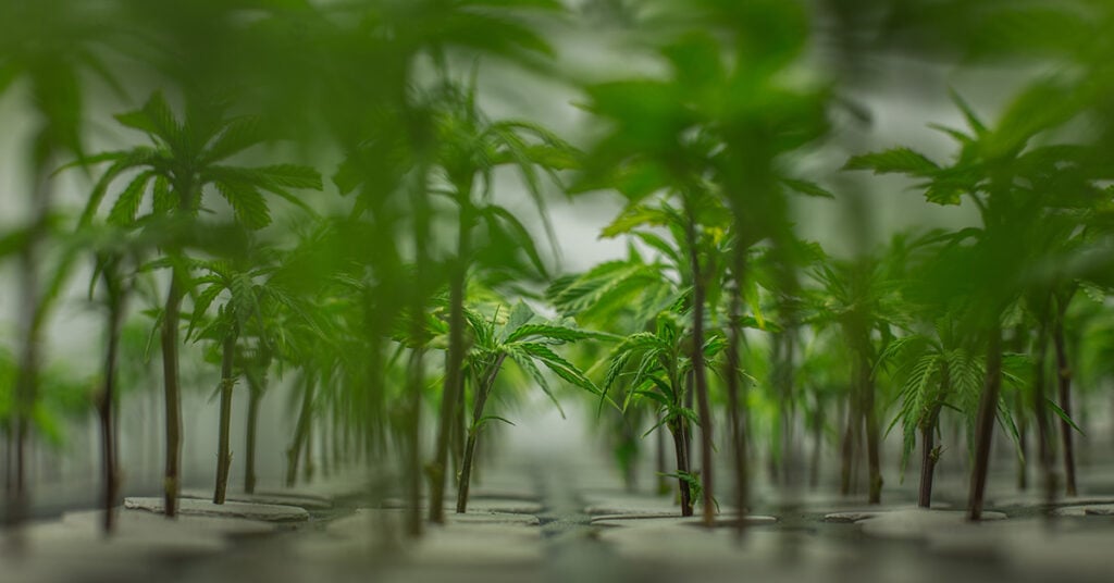 PRICE REDUCED - Pre-operational New Jersey Cultivation License for Sale w/ Annual Approval