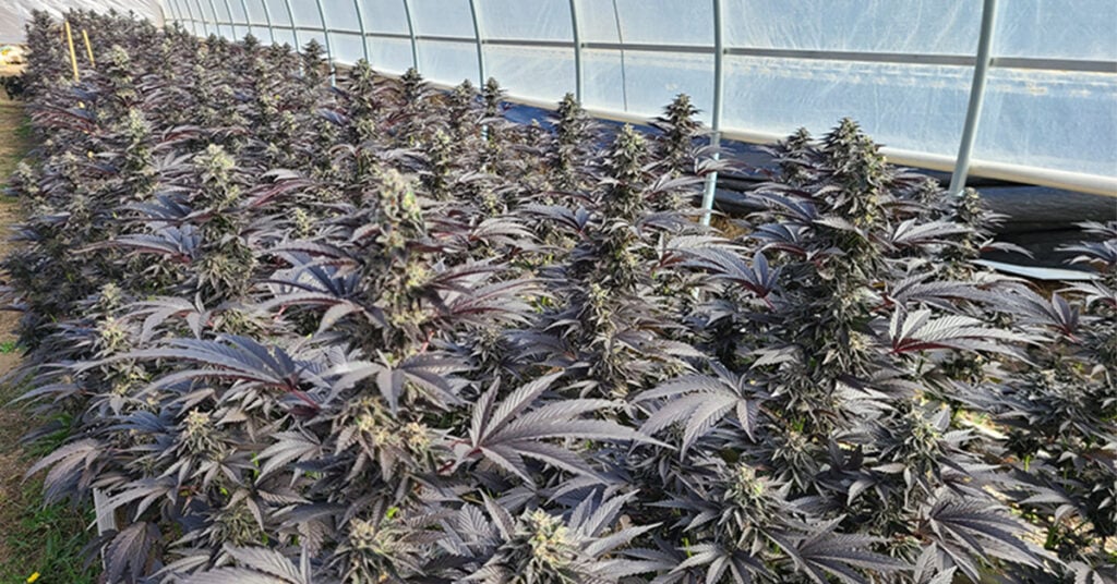 Humboldt Cultivation Turnkey Partial Investment In Meyers Flat, CA