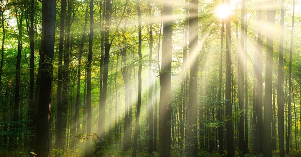 Emerald Triangle Rising: Humboldt's Cannabis Journey from Counterculture to Global Industry Leader