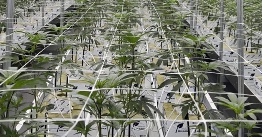 Operating Cultivation Low OPEX / High Profits San Diego, CA