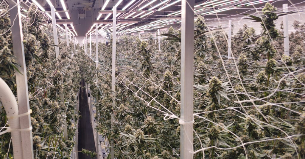 Operating Cultivation & Nursery State of the Art Facility San Diego, CA